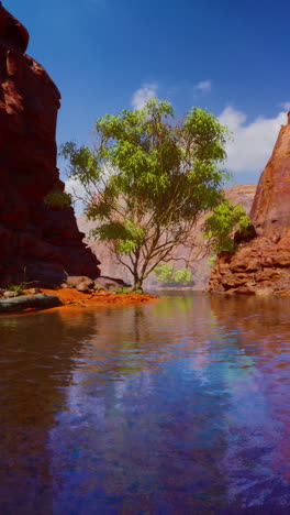 desert canyon with a stream and a tree