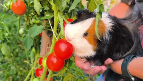 cute guinea pig eating a fresh tomato directly from the garden bush, enjoying natural and healthy food in a sunny outdoor setting