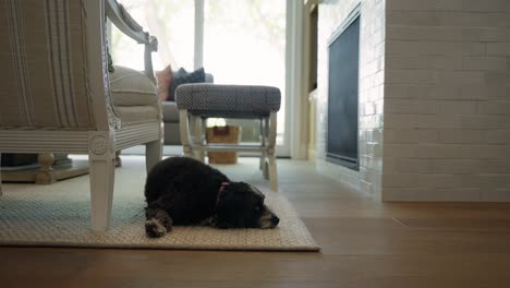 a black dog rests on a living room rug in a home