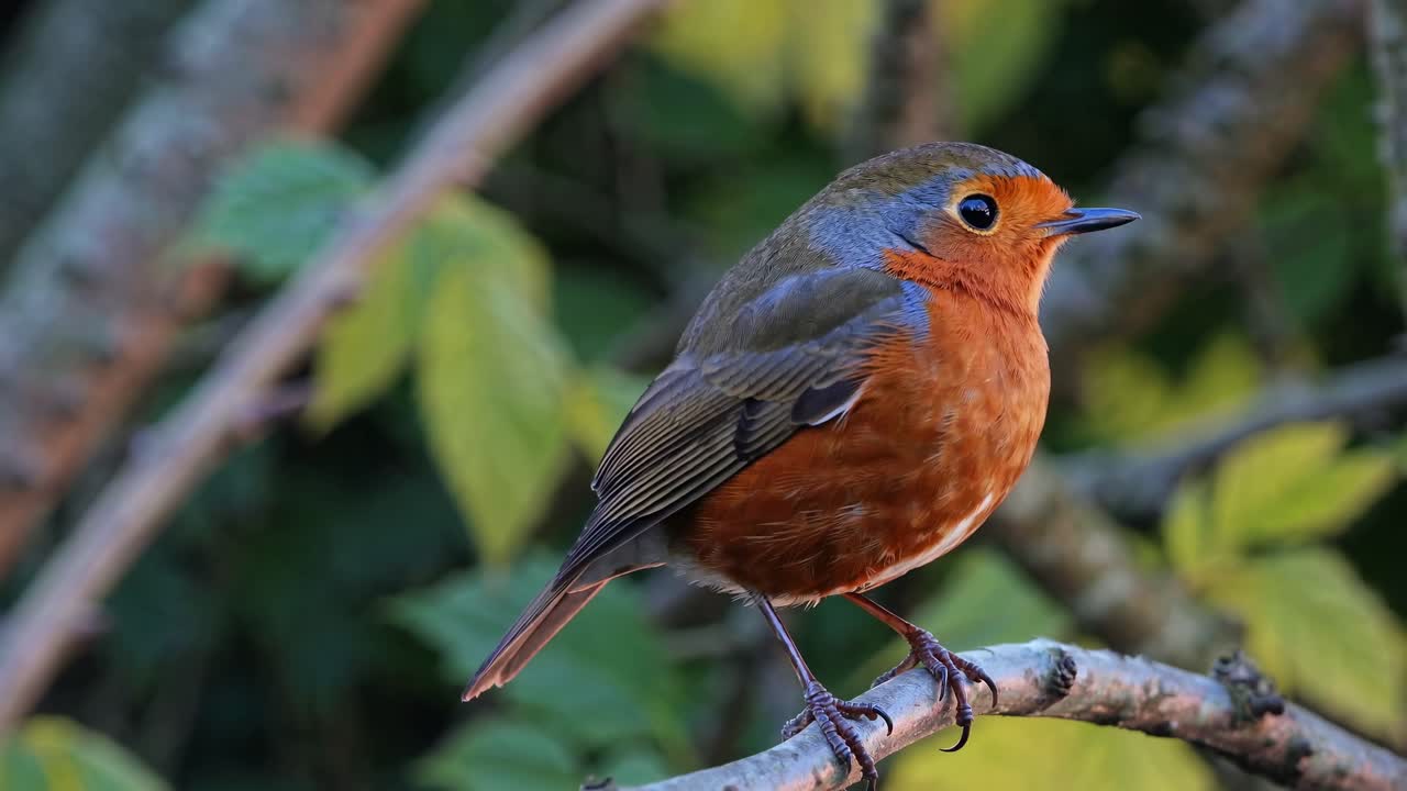Video ravvicinato di un pettirosso appollaiato su un ramo, che mette in mostra il piumaggio vivido