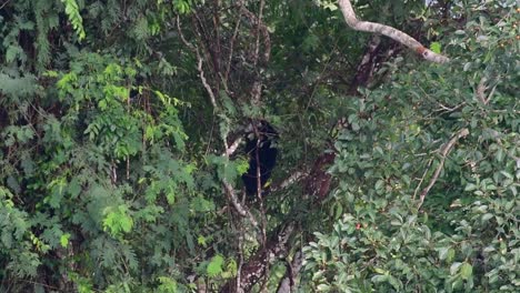 El-Oso-Negro-Asiático-Bajando-De-Un-árbol-Fructífero,-Ursus-Thibetanus,-También-Se-Llama-Oso-Negro-Asiático