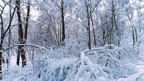 Ramas-Nevadas-En-El-Bosque.-Fondo-De-Hadas-De-Invierno