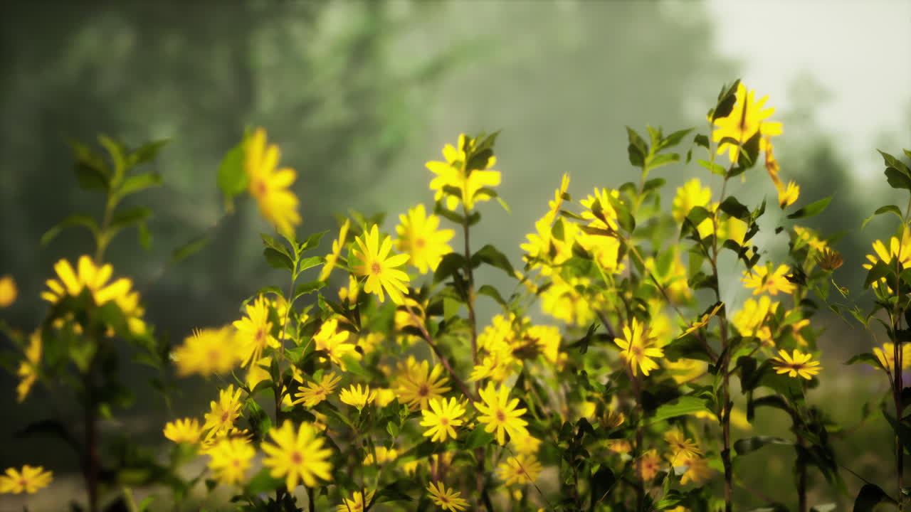 un campo vibrante de flores amarillas