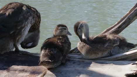 Slo-Mo:-Adorable-Wood-Duck-family-groom-fuzzy-plumage-on-log-in-marsh