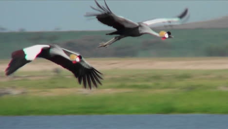 beautiful slow motion shot of african crested cranes in flight