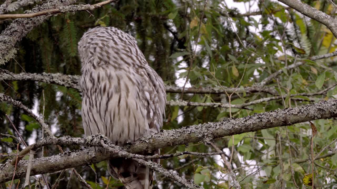 Close-up of an owl sitting on a tree branch, turning its head 360 degrees to observe surroundings
