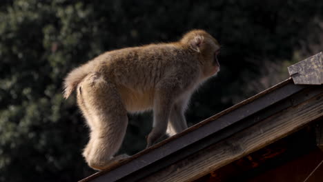 Young-wild-Japanese-macaque-climbing-up-the-roof-from-a-sitting-position-on-all-fours-on-a-bright-and-sunny-day