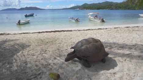 Tortuga-Gigante-Caminando-En-La-Playa-En-La-Isla-De-Curieuse-Seychelles