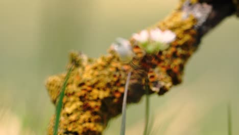 macro 4k shots of spring time grass and it's wild life