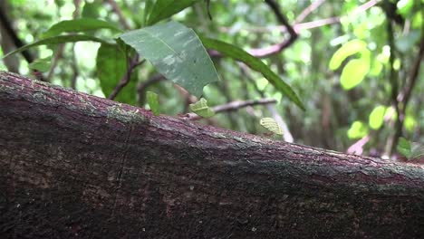 Thousands of leafcutter ants move across a tree branch 1