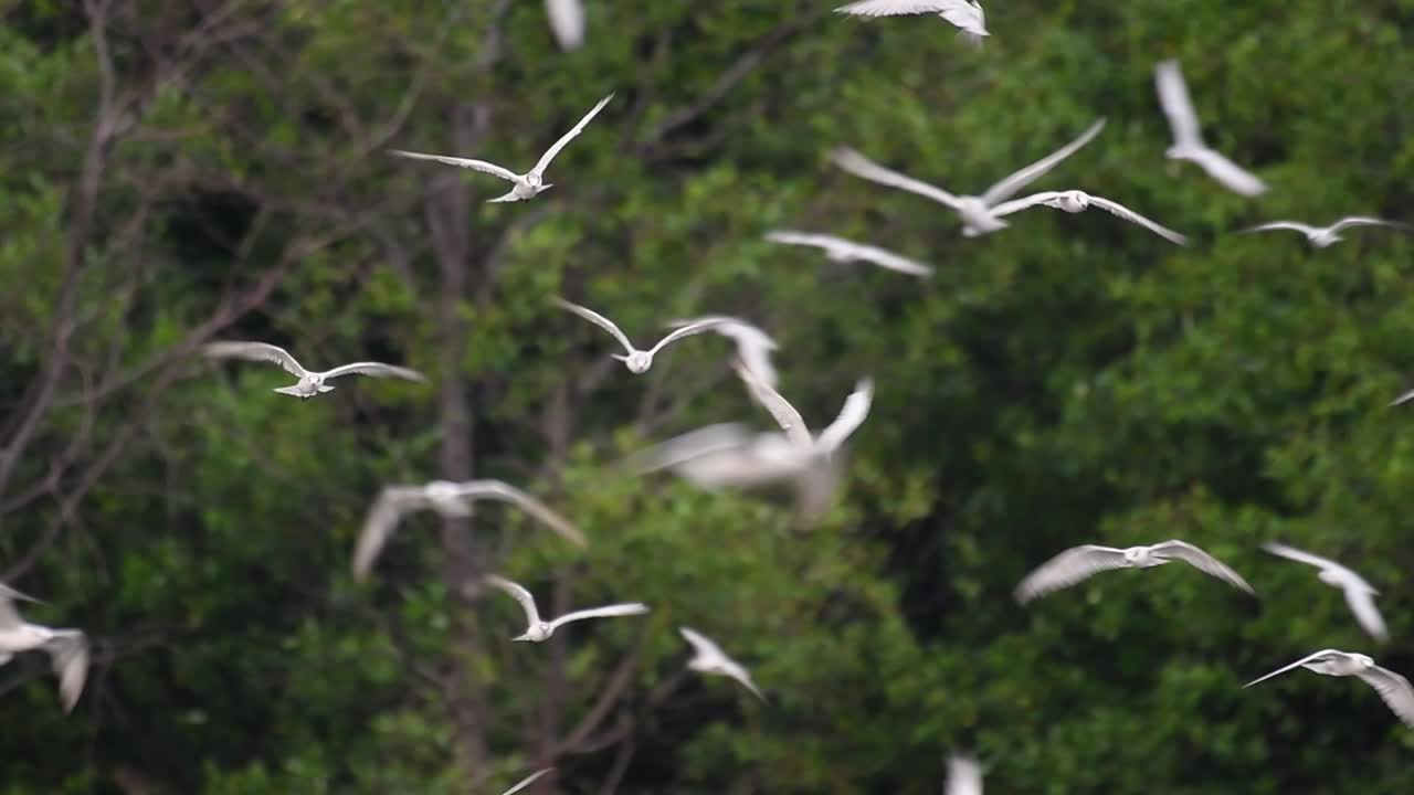 제비갈매기는 전 세계 바다, 강 및 기타 더 넓은 수역에서 볼 수 있는 바닷새입니다.