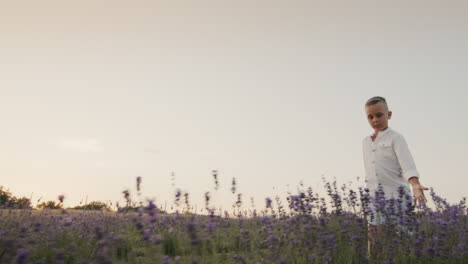 A-farm-boy-walks-through-a-field-of-blooming-lavender,-stroking-the-flowers-with-his-hand.-Wide-lens-shot