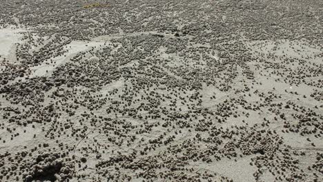 Sand-Bubbler-Krabben-Am-Asiatischen-Strand-Machen-Bälle-Aus-Sand