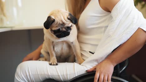 a cute pug dog in the hands of a girl in a wheelchair