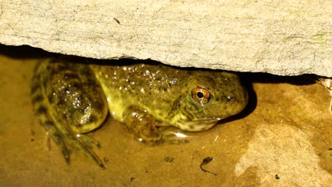 extremely close up video of a juvenile bullfrog hiding under a rock