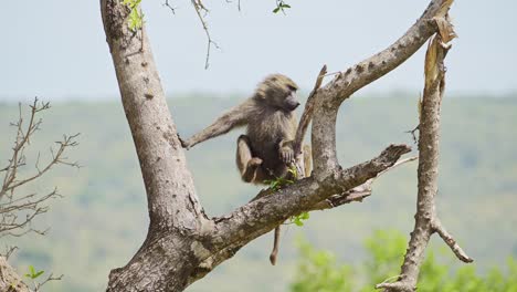 Babuino-Sentado-En-La-Rama-De-Un-árbol-En-La-Conservación-Del-Norte-De-Masai-Mara,-Hábitat-Natural-De-La-Vida-Silvestre-Africana-En-La-Reserva-Nacional-De-Masai-Mara-Intacta-Por-Los-Humanos,-Kenia,-Animales-De-Safari-En-áfrica