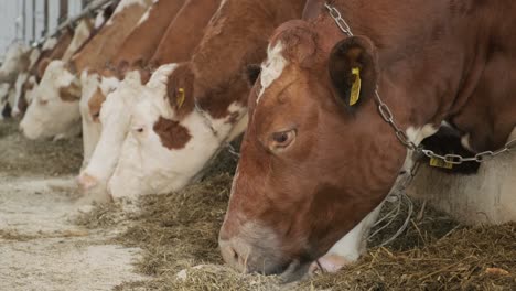 modern farm cowshed with milking cows eating hay