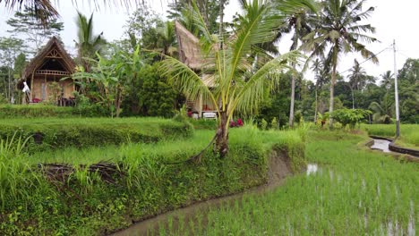 Bamboo-tropical-eco-huts-overlook-rice-fields-in-Bali-Indonesia-with-prominent-coconut-palm-trees,-aerial-establish