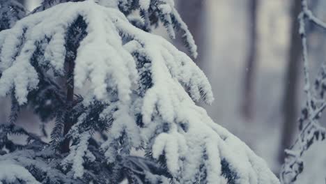 la primera nieve de color blanco puro cubre las tupidas ramas del pino