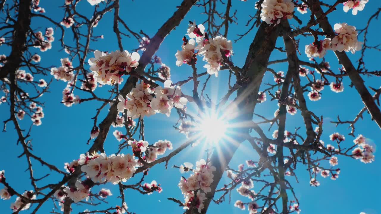 Delicati fiori primaverili ondeggiano dolcemente nella luce soffusa del sole mentre un'ape raccoglie il nettare sullo sfondo, creando una scena naturale serena e suggestiva con un bellissimo lens flare al rallentatore