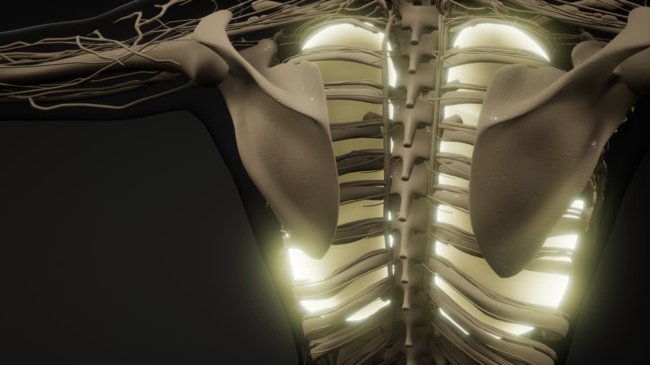 рентгенологическое обследование легких человека