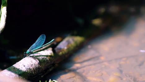 Close-up-of-a-blue-dragonfly-perched-on-reed,-Ebony-Jewelwing-flying-away-in-slowmotion