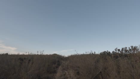 pov safari truck driving through tall dry scrub on tiny 2-track road