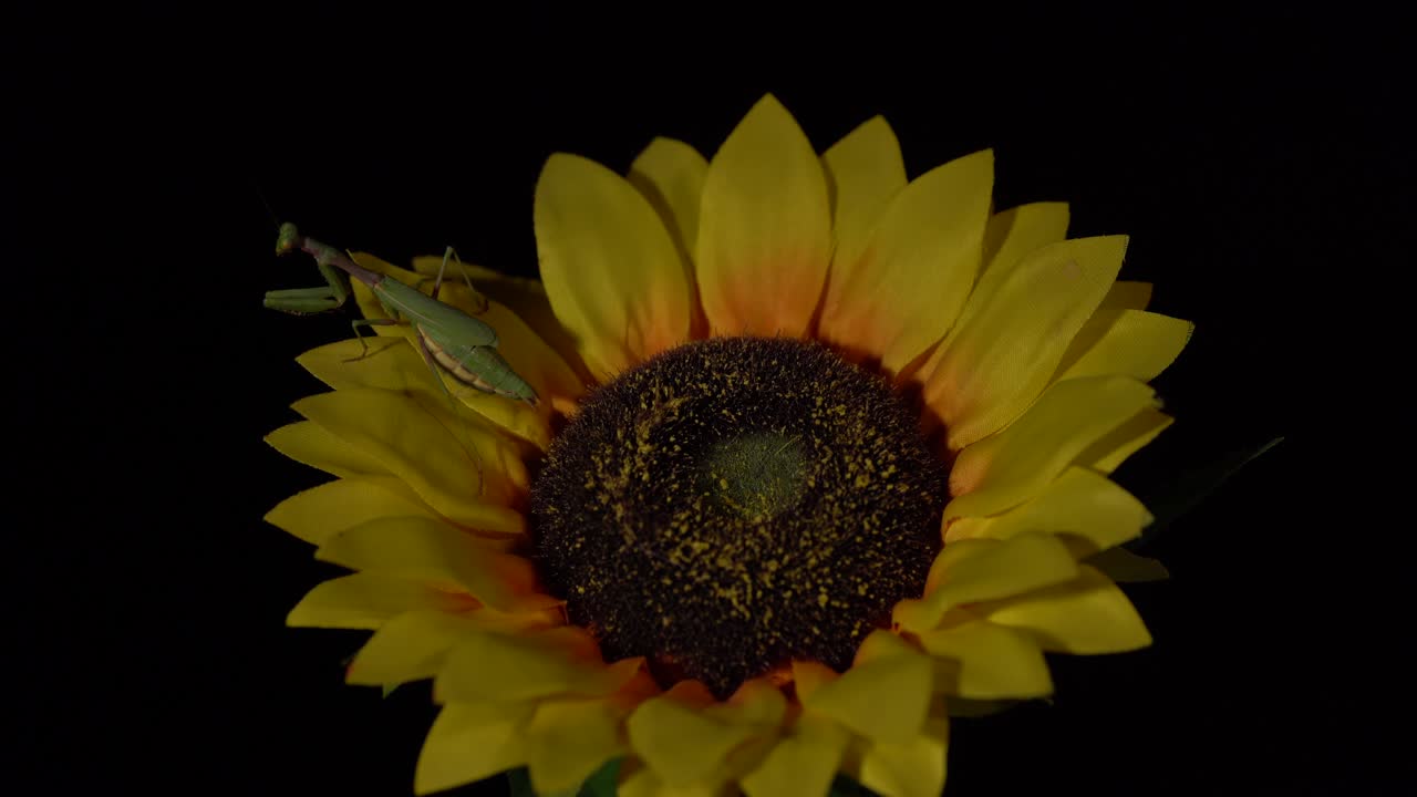 mantis religiosa en girasol amarillo aislado, símbolo de buena suerte, insecto verde