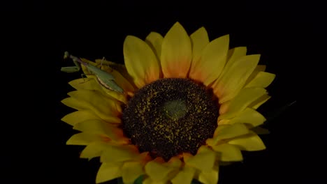 Mantis-Religiosa-En-Girasol-Amarillo-Aislado,-Símbolo-De-Buena-Suerte,-Insecto-Verde