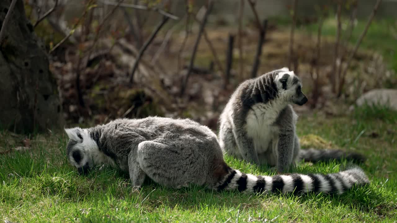 lémures de cola anillada sentados y comiendo hierba y luego miran su hábitat