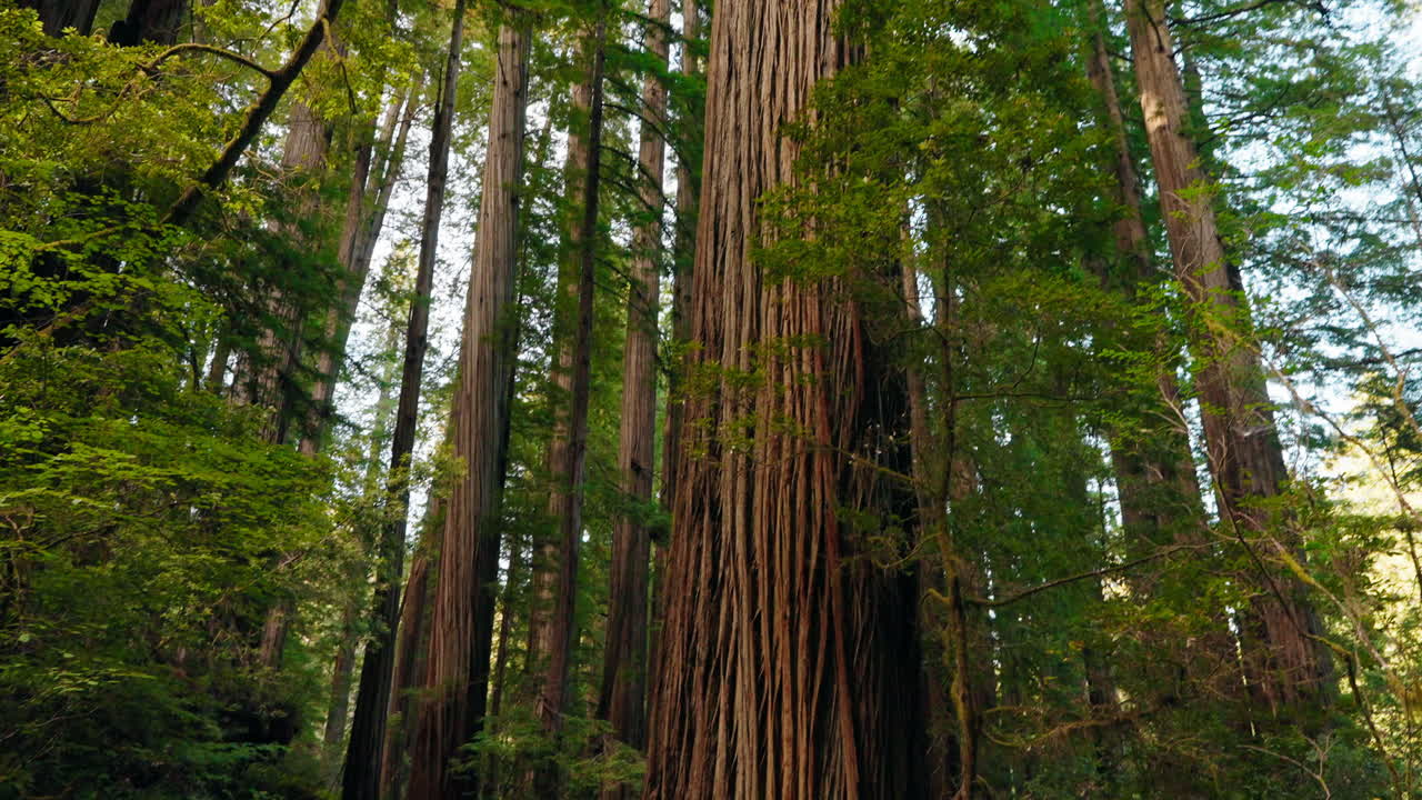 Sharing nature together a mother and two kids in the redwood groves
