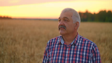 an elderly gray-haired farmer stands in a field of wheat at sunset and looks into the distance in slow motion. the view of an elderly farmer