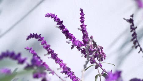 Primer-Plano-De-Lavanda-Hermosa-Balanceándose-Al-Aire-Libre-Contra-Una-Pared-Blanca