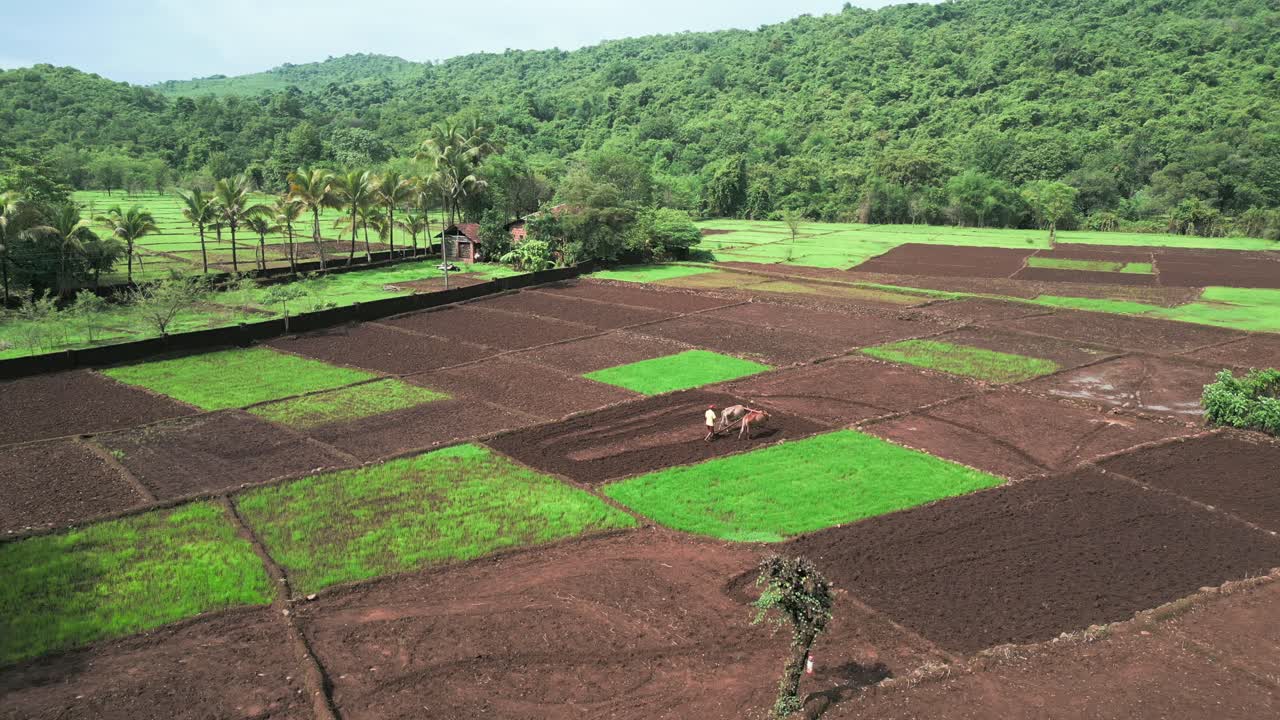 oxen are ploughing the field bird eye view in konkan