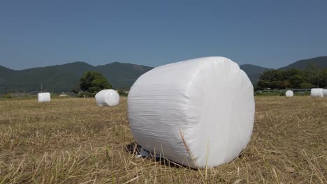 low, angled push in towards round hay bale in suncheon, south korea field