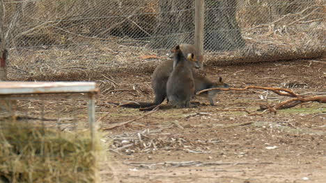 Apareamiento-De-Wallaby-En-Un-Santuario-De-Animales