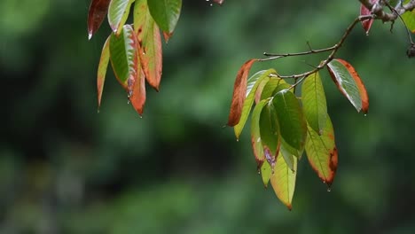 Leaves-from-two-separate-branches-drooping-down-wet-as-droplets-of-water-fall-along-with-some-rain-in-the-forest-of-Khao-Yai-National-Park