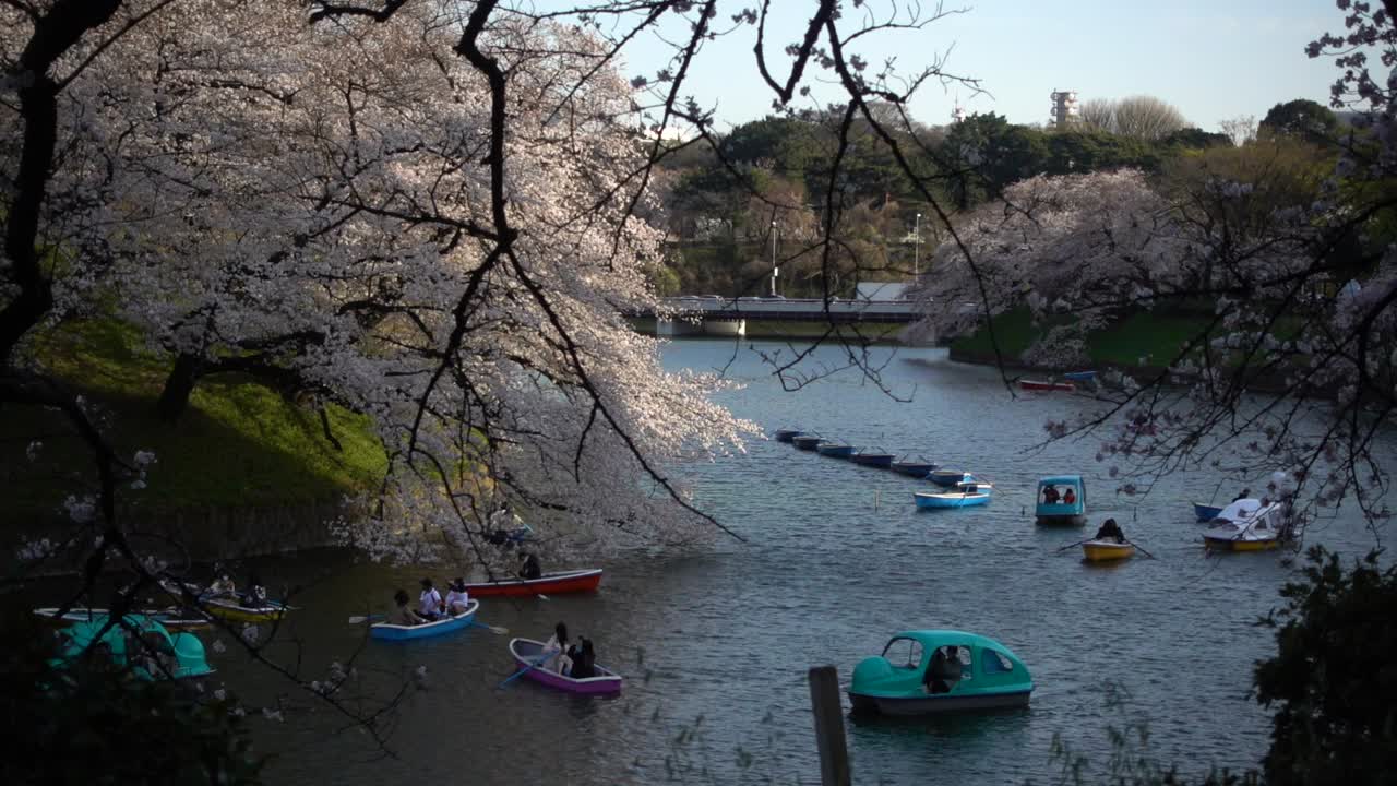 일본의 분홍색 벚꽃 나무가 있는 아름다운 치도리가후치 해자의 슬로우 모션 보기