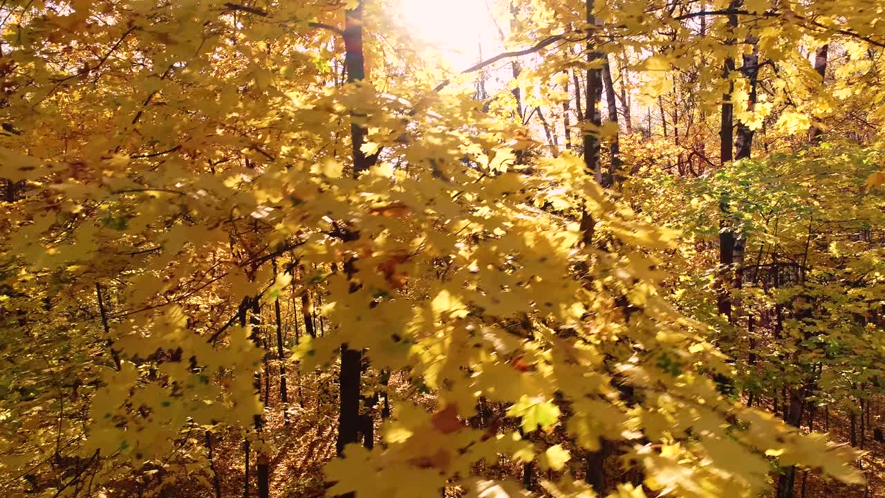 다채로운 가을의 숲 나무