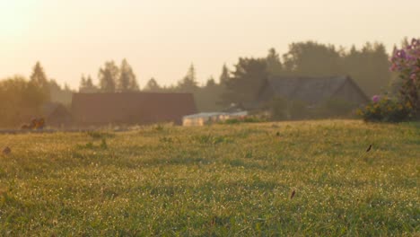 green meadow with farmstead in background