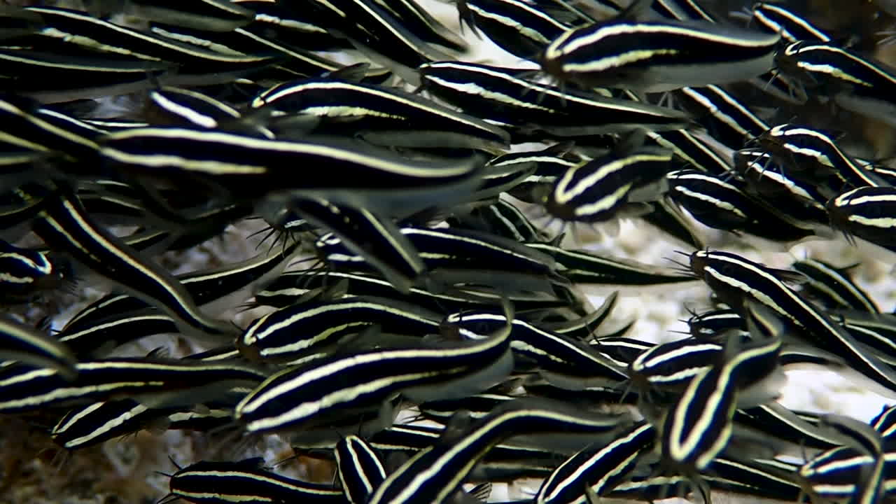 Super close up on juveniles striped-eel catfish while forming a dense ball-shaped school in a shallow reef. Moalboal, Cebu Philippines.