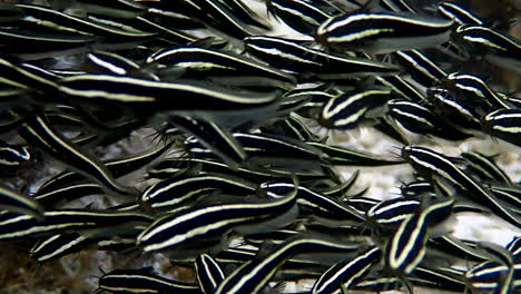 super close up on juveniles striped-eel catfish while forming a dense ball-shaped school in a shallow reef. moalboal, cebu philippines.
