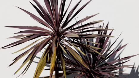 cordyline australis árbol balanceándose en la luz del sol