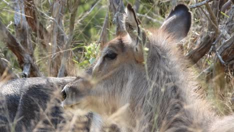 Portrait-of-a-female-waterbuck-eating-in-the-savannah-bush,-Kruger-National-Park,-South-Africa