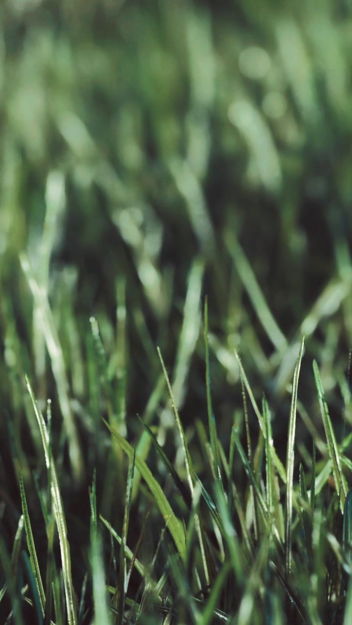 Morning dew glistens on vibrant green grass under soft sunlight
