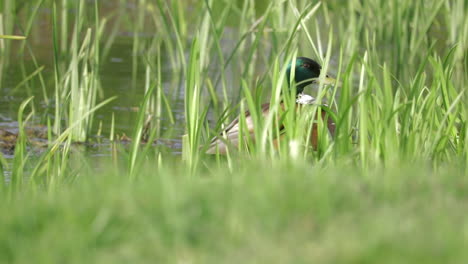 Männliche-Stockente,-Wildes-Vogeltier,-Das-Im-Hohen-Gras-Sitzt-Und-Beobachtet