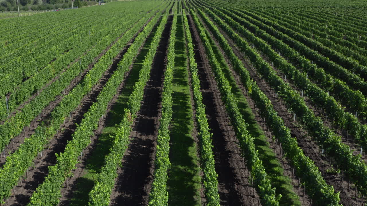 Un gran viñedo comercial, hileras de vides utilizadas en la producción de vino, vista aérea
