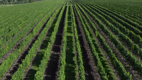 un gran viñedo comercial, hileras de vides utilizadas en la producción de vino, revelación aérea