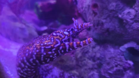 spotted moray eel in aquarium