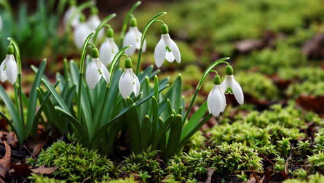beautiful snowdrops in springtime
